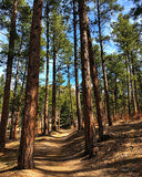 Dawson Butte Hike