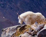 Quandry Summit